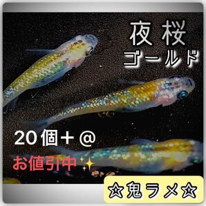 【ご購入翌日までに京都から発送】夜桜ゴールド 卵 20個＋@☆しっかり濃いラメ☆とても綺麗な鬼ラメの親メダカ☆