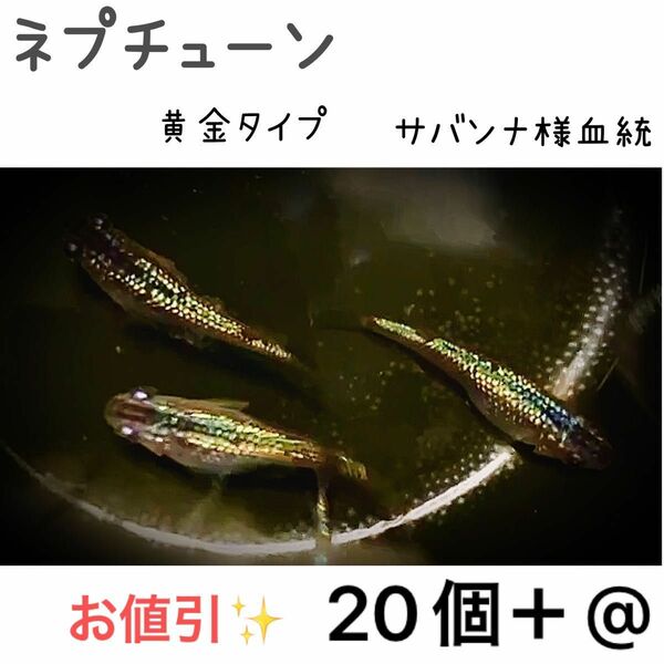 【ご購入翌日までに京都から発送】ネプチューン黄金type★厳選個体から採卵★メダカ 卵 20個＋@★ 6匹中2匹ヒレ長