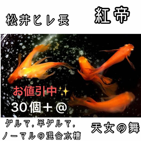 【ご購入翌日までに京都から発送】 紅帝★松井ヒレ長 半ダルマ ダルマ ノーマル メダカ 卵 30個＋@★天女の舞★