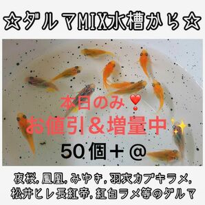 【ご購入翌日までに京都から発送】ダルマメダカmix水槽から★ 50個+@ 夜桜、鳳凰、黒衣、みゆき、紅白ラメ等のダルマ