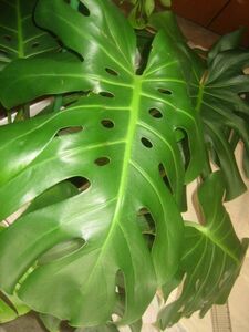  decorative plant monstera 