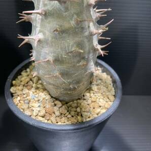 パキポディウムアンボンゲンセ現地球発根済 (検索Pachypodium グラキリス 発根 塊根植物 の画像4