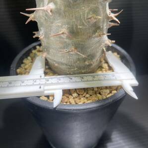 パキポディウムアンボンゲンセ現地球発根済 (検索Pachypodium グラキリス 発根 塊根植物 の画像5