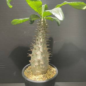 パキポディウムアンボンゲンセ現地球発根済 (検索Pachypodium グラキリス 発根 塊根植物 の画像2