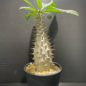 パキポディウムアンボンゲンセ現地球発根済 (検索Pachypodium グラキリス 発根 塊根植物 の画像1
