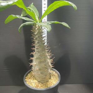 パキポディウムアンボンゲンセ現地球発根済 (検索Pachypodium グラキリス 発根 塊根植物 の画像6