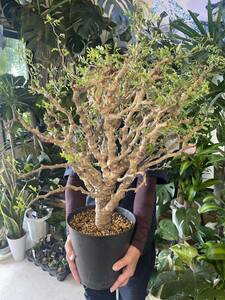 sennameli Dio Naris departure root settled super large stock ( search . root plant succulent plant . tree 