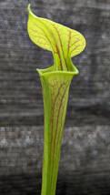 【食虫植物】サラセニア フラバ ( Sarracenia flava )　実生苗　2pot_画像3