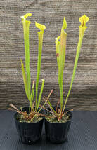 【食虫植物】サラセニア フラバ ( Sarracenia flava )　実生苗　2pot_画像1