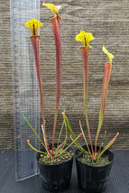 【食虫植物】サラセニア フラバ ルブリコーポラ ( Sarracenia flava var. rubricorpora )　実生苗　2pot_画像7