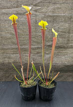 【食虫植物】サラセニア フラバ ルブリコーポラ ( Sarracenia flava var. rubricorpora )　実生苗　2pot_画像1