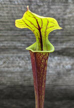 【食虫植物】サラセニア フラバ ルブリコーポラ ( Sarracenia flava var. rubricorpora )　実生苗　2pot_画像3