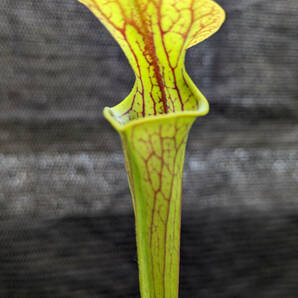 【食虫植物】サラセニア フラバ ( Sarracenia flava ) 実生苗 2potの画像2