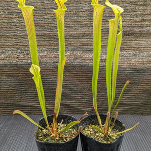 【食虫植物】サラセニア フラバ ( Sarracenia flava ) 実生苗 2potの画像1