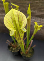 【食虫植物】サラセニア フラバ ( Sarracenia flava )　実生苗　2pot_画像4