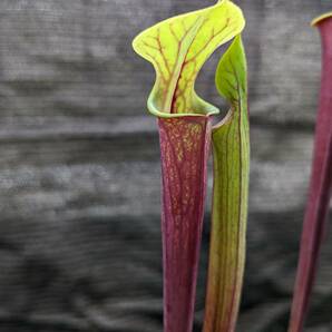 【食虫植物】サラセニア フラバ ルブリコーポラ ( Sarracenia flava var. rubricorpora ) 実生苗 2potの画像2