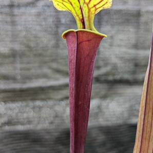 【食虫植物】サラセニア フラバ ルブリコーポラ ( Sarracenia flava var. rubricorpora ) 実生苗 2potの画像3