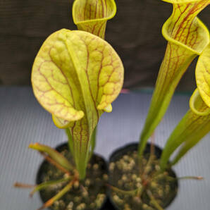 【食虫植物】サラセニア フラバ ( Sarracenia flava ) 実生苗 2potの画像4