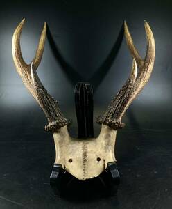 鹿の角 鹿角 刀掛け 前立 置物 壁掛け 樹脂製 インテリア ディスプレイ アンティーク 髑髏 骨