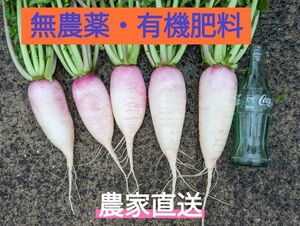 サラダだいこん(食べきりサイズ)　1.4キロ　無農薬　農家直送　鹿児島産