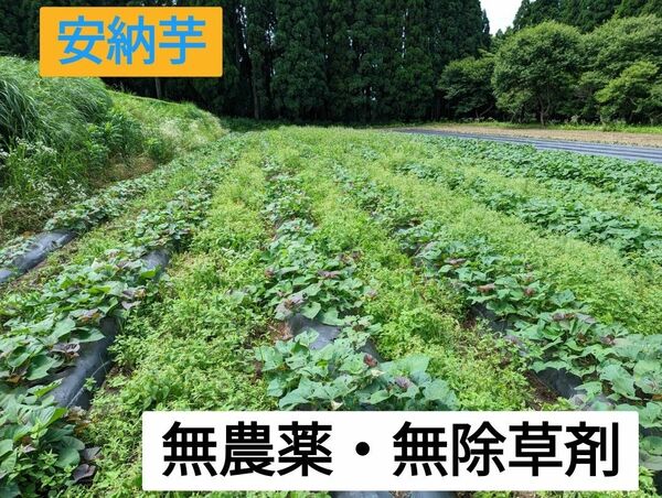 安納芋苗　20本+おまけ 無農薬　農家直送　鹿児島産