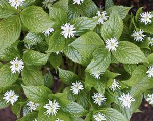 レア《 ヒトリシズカ 》花後株分け　山野草　宿根草　多年草　毎年開花♪ ポットのまま発送で安心です〜！　送料240円 