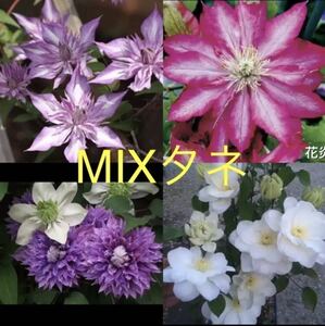 春の種まきの適期 《 タネ 》クレマチス　MIX タネ 20粒　 2〜3粒おまけ！　大きいタネで撒きやすいです〜♪ 送料込み《只今増量中！！》