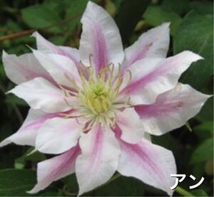 1苗のみ！長丈！《 アンドロメダ 》クレマチス 一重〜八重咲きで華やか 宿根草　多年草 ポットのまま発送で安心！　送料290円 2年生苗！