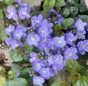 わずか！　人気《 マダムマルシア 》ベロニカ　花色ブルー　毎年開花♪ 宿根草　ポットのまま発送で安心です〜！　送料240円