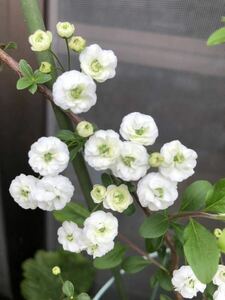 1苗のみ！　レア　エクボバナ　八重咲き　花色・ホワイト　小さなお花が可愛い♪ 宿根草　ポットのまま発送で安心です〜！　送料240円