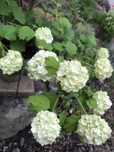 人気♪ ビバーナム　スノーボール　花色ホワイト〜グリーンへ　毎年開花♪ 　ポットのまま発送で安心です〜！　安心の2年生苗　送料240円