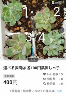 さち様ご注文の品　選べる多肉②各100円