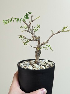 オペルクリカリア パキプス ４年目実生株 塊根植物