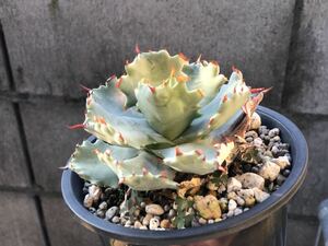 agave isthmensis 甲蟹特選　アガベ イシスメンシス