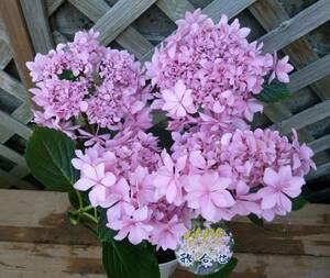 * West hydrangea *...*.. selection *5 number * reality goods * new arrival * including in a package possibility *2