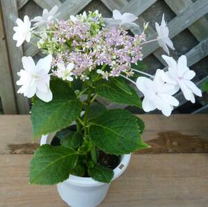 * West hydrangea *. rice field. flower fire *4 number * reality goods * new arrival * including in a package possibility *1