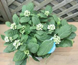 * evergreen hydrangea *.. .*... ...*5 number * reality goods * including in a package possibility *20