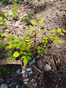 【タラの芽】タラの芽の根5センチ10本