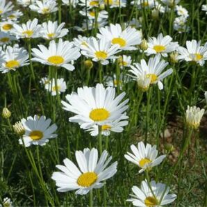 白花除虫菊 種 80粒 花種 虫除けハーブ 蚊取り線香 シロバナムシヨケギク