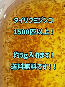 ●○ネコポス送料無料！タイリクミジンコ1500匹以上（約5g）！○● 