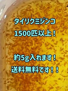 ●○ネコポス送料無料！タイリクミジンコ1500匹以上（約5g）！○● 