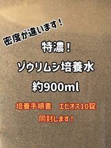 ●○特濃！ゾウリムシ約900ml！培養手順書とエビオス10錠同封します！○● 3_画像1