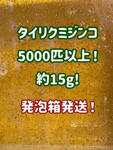 タイリクミジンコ5000匹以上（約15gいれます！）発泡箱発送！