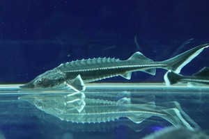 【淡水魚】【通販】特価 ベステルチョウザメ【1匹 サンプル画像】(±6-7cm)(大型魚)