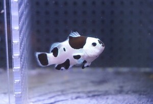 【海水魚・クマノミ】人工飼料OK♪ブラックストームクラウンフィッシュ(個体販売）（±3.5cm） No.4（生体）