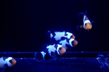 【海水魚】ブラックアイスクラウンフィッシュ(1匹)±3-3.5cm前後(サンプル画像）（生体）_画像1