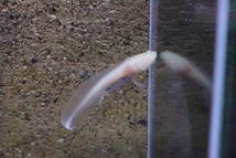 【淡水魚】【通販】ウーパールーパー アルビノ【1匹 サンプル画像】(±2cm)(ウーパールーパー)_画像2