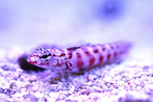 【海水魚】ハワイトラギス【1匹】（±4-6cm） (サンプル画像）（生体）