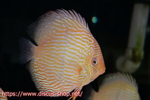 [ wild discus ][ mail order ]la-go Ben a Sim spoiler iyaru( a little orange eyes )[ individual sale ]16cm( organism )