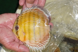 [ wild discus ][ mail order ]inanla-gobo NEAT red te vi ru[ individual sale ]15cm( organism )